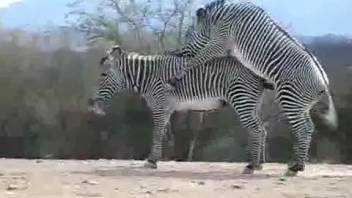 Adorable zebras screwing around in an open-air adult film