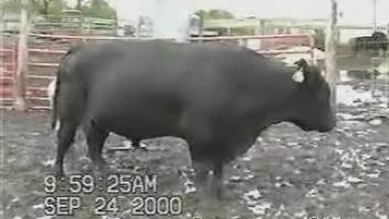 Aroused bull's massive cock gets the excited guy feeling all hot and horny