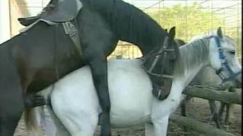 hot matures share horse penis and man penis at the same time