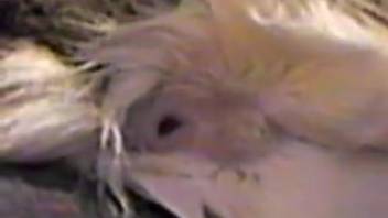 Vivid displays of canine bestiality in savage hardcore porn