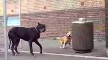 Pair of canines preparing for fervent outdoor copulation