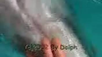 Dolphin's steamy dick being satisfied in point-of-view style