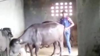 Возбуждённый парень трахает быка в задницу во время извращённого пробного в зоопарке