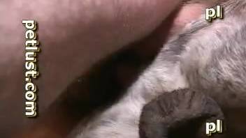 Homosexual men screwing a dog in a hardcore bestiality porn flick