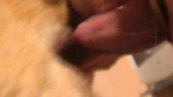 Bare female initiates in a totally novice bestiality performance