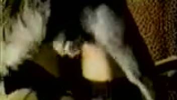 Sexy lady in ebony hosiery, hardcore canine bestiality adult film