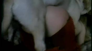 Secretly recorded novice spouse attempting intercourse with a canine