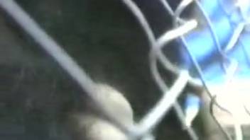 Horny guy winds up deeply penetrating a horse in the rear