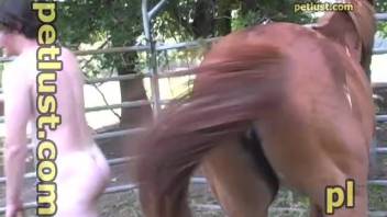 Guy with a hot physique gets to fuck an attractive horse