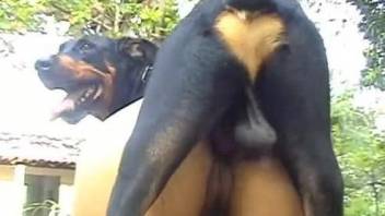 Big tits Latina getting fucked by a dirty doggo