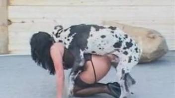 Hosiery-wearing vixen subdued by a tempting Dalmatian