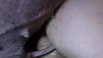 Pig deep fucks man in the ass and fills him with sperm