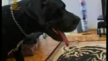 Bushy vagina newbie being screwed by a perverted pooch