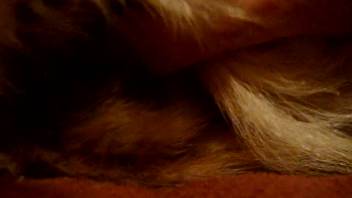 Domestic bestiality scene at home with a guy and his canine pet