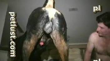 Naked man bends ass for his dog to anal fuck him