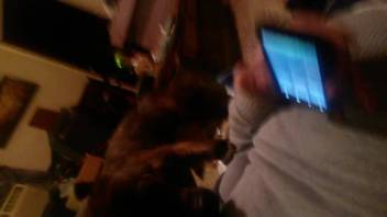 Homemade naked adult film involving beasts for an aroused homosexual guy