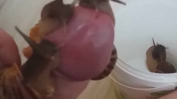 Guy places a snail on his penis while masturbating