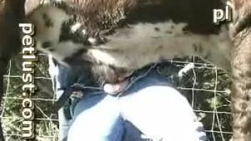 Dude using his cock to pleasure this cow's sexy udders