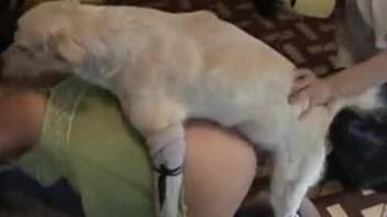 Dog licks female's ass then fucks her in the pussy