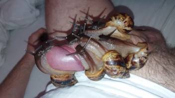 Alluring sluts swarm that dick in a steamy adult film