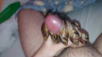 Guy's dick vigorously stimulated by a bunch of snails