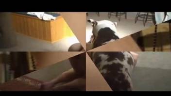 Naked wife fucks with the dog while her hubby is watching
