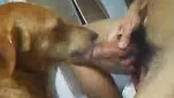 Dude with a hairy cock power-fucking a sexy dog