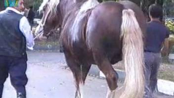 Horse's enormous dick ignites intense desire in excited guy