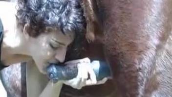 Curly-haired Latina babe licking a stallion's cock