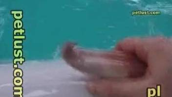 Dude's playful hands pleasuring a dolphin dick big time