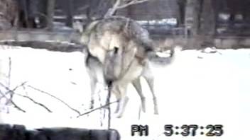 Beasts savoring intense outdoor screwing