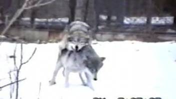 Wolves making sweet love to one another outdoors