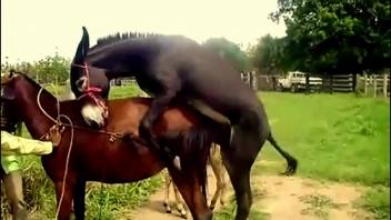Savage fucking with a gang of horny animals