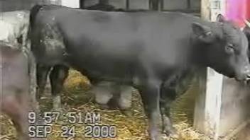 Aroused bull's massive cock gets the bestiality fan salivating