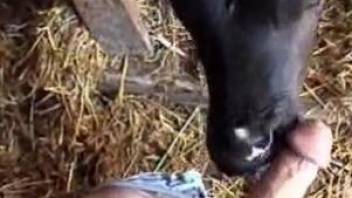 Baby veal licks man's erect cock in a very sloppy way