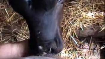 Young calf messily slurps on dude's stiff penis
