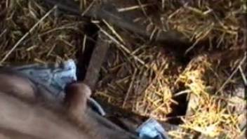 Guy adores the young calf lapping at his stiff penis in that manner