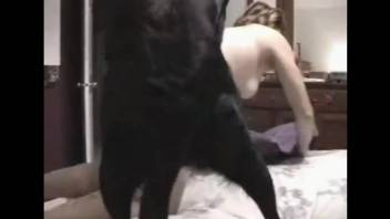 Appealing  babe allows a black dog to fuck her up
