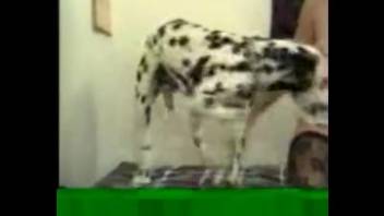 Hottie in stockings gets screwed by a canine