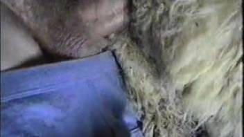 Guy slamming a sheep's snug cunt viciously doggy-style