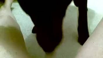 Shaved pussy being tongued in a point-of-view adult film
