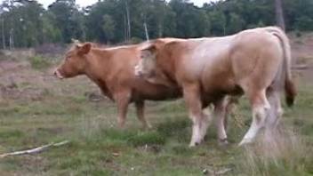 Bull deeply penetrating a cow arouses a lustful bestiality fan eager to have sex