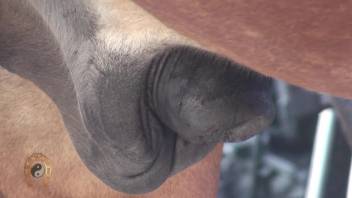 Huge horse dick makes horny male to drool for some porn