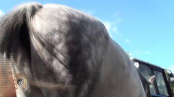 Lustful guy gets extremely turned on by viewing a horse's penis