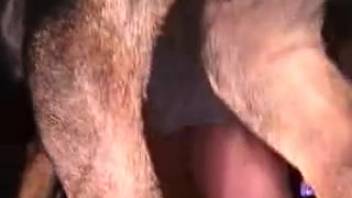 Canine mounts novice male from behind and delights him with rectal semen