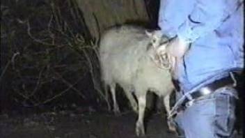 Ewe tongues guy's hard dick prior to anal penetration
