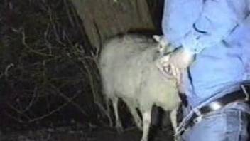 Sheep licks man's erect cock before being fucked in the ass