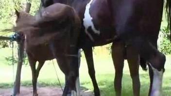 Passionate horse-on-horse fuck scene with kinky beasts