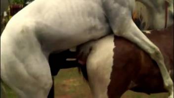 Female horse with a hot vagina being screwed by a pale male horse