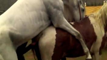 Mare with a sexy pussy getting fucked by a white stallion